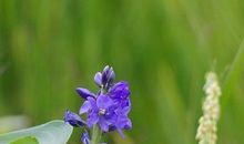 10月底后财运转旺，工作顺利，以后天天吃香喝辣，事事顺心的生肖