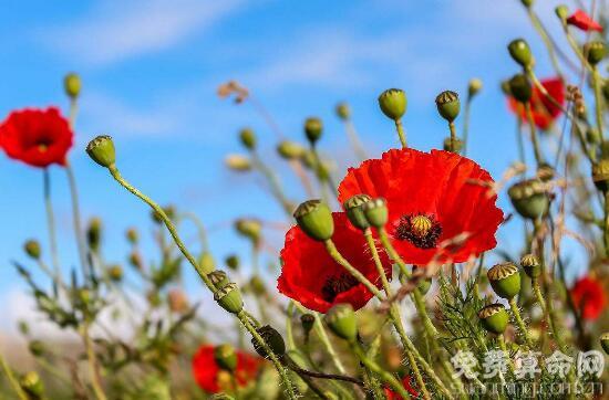 罂粟花的花语代表着死亡，在国外被人们称为英雄花 1