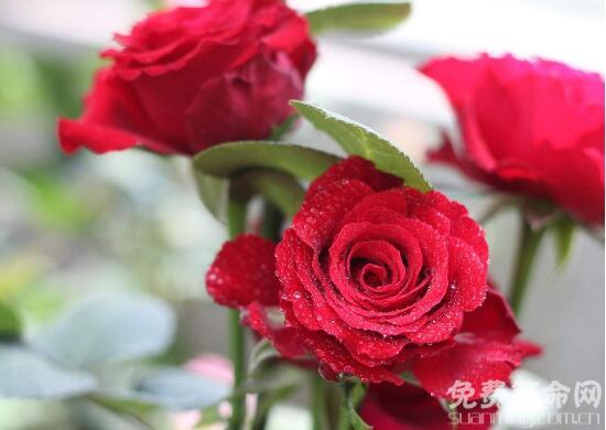 红玫瑰花语象征着我爱你，人们通常用红玫瑰来表达爱意 1