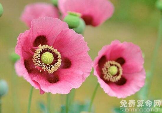 罂粟花的花语代表着死亡，在国外被人们称为英雄花 2