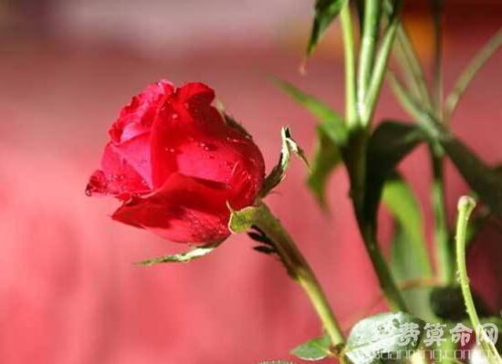 红玫瑰花语象征着我爱你，人们通常用红玫瑰来表达爱意 2