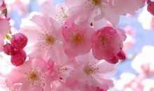 下周开始吉星照耀，喜从天降，事业风生水起，名利兼得的3大生肖