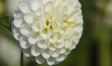 懂得站在别人的角度和立场上思考问题，处处为他人考虑的属相女