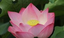 有钱有房有车，3个生肖，10、11月份，财气缠身，不富不行