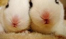 生肖兔、龙、蛇出生在这几天智力非凡，一生显荣，光宗耀祖