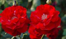 11月5号开始贵人多，求财顺，官运盼出头，财富不断的3生肖