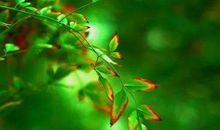 生男生女都是富贵命，来日会大有出息，儿女双全的四大生肖女