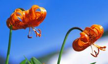 原创 为爱卑微，对感情过于专注和执着的三属相，感情里他们容易迷失