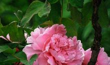 11月横财发正财旺，天降好姻缘的生肖，赚钱机会多，尽享富贵