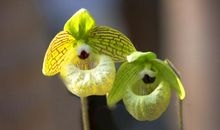 原创 中年后喜运临门，正财大旺，偏财如雨下，事业亨通的属相