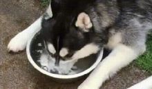 装什么高冷！这些星座私下就是二哈