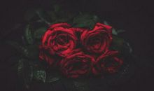 11月起贵气傍身，财运见好，生活不难的生肖