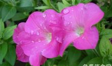 牵牛花花语象征着永固的爱情，拥有爱情后应当珍惜