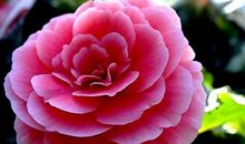 未来三个月，4属相财运相当红火，事业顺顺利利，将名利双收