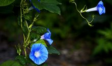 10月底大机遇出现，事业顺财运旺，贵人运强，聚八方之财的四属相