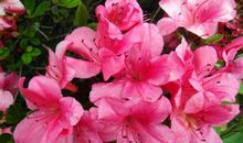 未来50天赚进百万钱财，连夜暴富的生肖，大财小财尽收，要发达