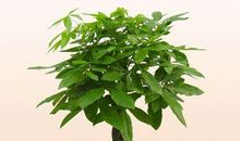 风水催财布局常用的几件吉祥物