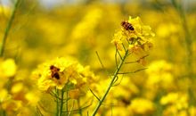 永远不要爱上这些生肖，会让你身心疲惫，生肖猪上榜