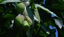 11月运势会更加不错，天降横财，收入大增，富贵尊荣的四属相