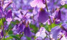 一生劳碌，却能为家人积福的生肖，中年之后财帛不缺，生活幸福