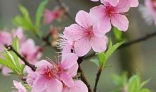 10月下旬富贵傍身，钱财不缺，生活万事大吉的生肖