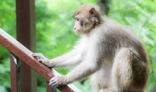 土猴的人运势如何 比较平庸