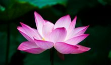 不出7天，只走上等运，存款飙涨，红票子赚不停的3属相