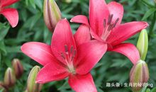 越活越有福的三大生肖，晚年无病无灾吃穿不愁，夫妻恩爱子女孝顺