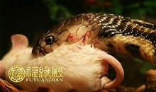 生肖蛇和鼠在一起好不好