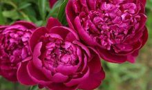 婚后能聚人气，旺家业，有儿女双全之福的生肖，注定成为人生赢家