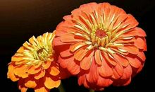 心理测试：三种花，你最喜欢哪种？测测你在最近会有什么好运？