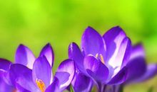 11月8号起穷日子过完，事业蒸蒸日上，生活越来越富裕的生肖