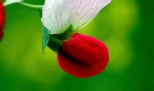 11月1号起桃花上佳，存款飙升，家底越来越厚的生肖