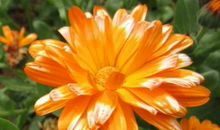 11月2号开始运势找上门，横财满贯的生肖，得财得利，好运连发