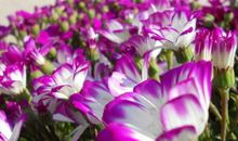 11月4号开始财运贼旺，以后天天咧嘴笑的生肖，好日子逃不掉