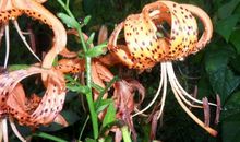 十二生肖中，11月中旬，贵人助力，事业屡创新高的3个生肖