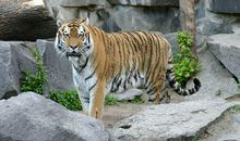 大溪水命的74年生肖虎一生最需要注意的五行缺陷