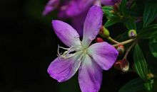 10月31号起得财神庇佑，横财运势最旺，赚钱之路顺畅无比的四属相