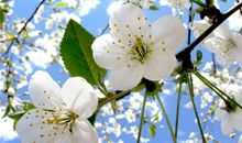 名副其实少奶奶命的生肖女，旺夫能力一流，一生一世福禄旺