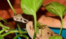 梦到蟒蛇追自己说明什么