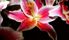 鸿运临门，3个生肖，11月份，金山银山搬回家，走向富裕