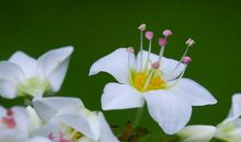 2020年之后，4属相运势大逆转，接二连三降临意外之喜，喜气洋洋