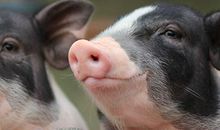 梦到被猪咬是什么意思