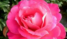 11月起富贵无忧，日子不愁的生肖，财富源源不断，谁都惹不起