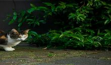 梦见猫跑了是什么意思