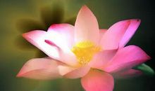 15天内，注定家中有喜的3大生肖