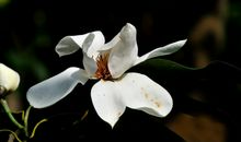 11月2号起财运滚滚而来，正财主动找上门，横财特别旺盛的四属相