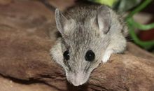 已婚女人梦见好多老鼠是什么意思