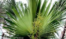 梦见棕树是什么意思