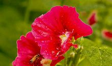 11月6号起福到财到，日子过得顺心起来的生肖，注定要暴富